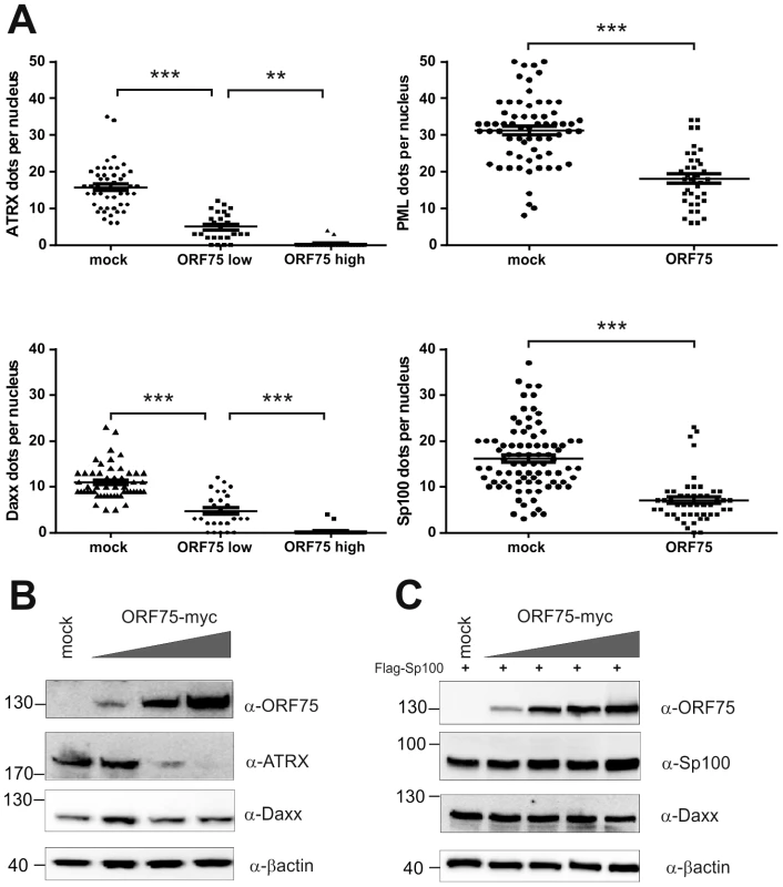 KSHV ORF75 is sufficient for antagonization of ATRX and Sp100.