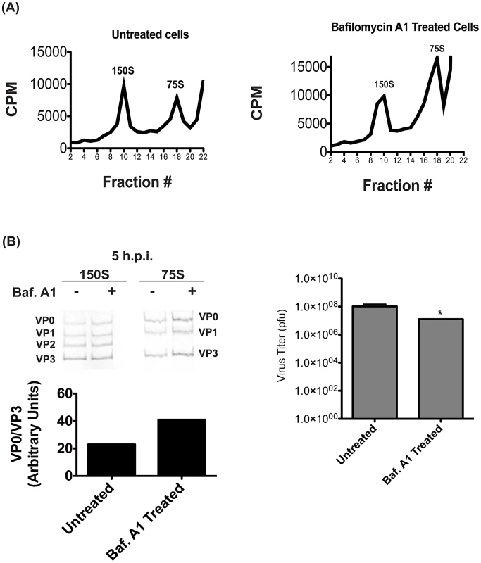 Proton pump inhibition also affects virion maturation.