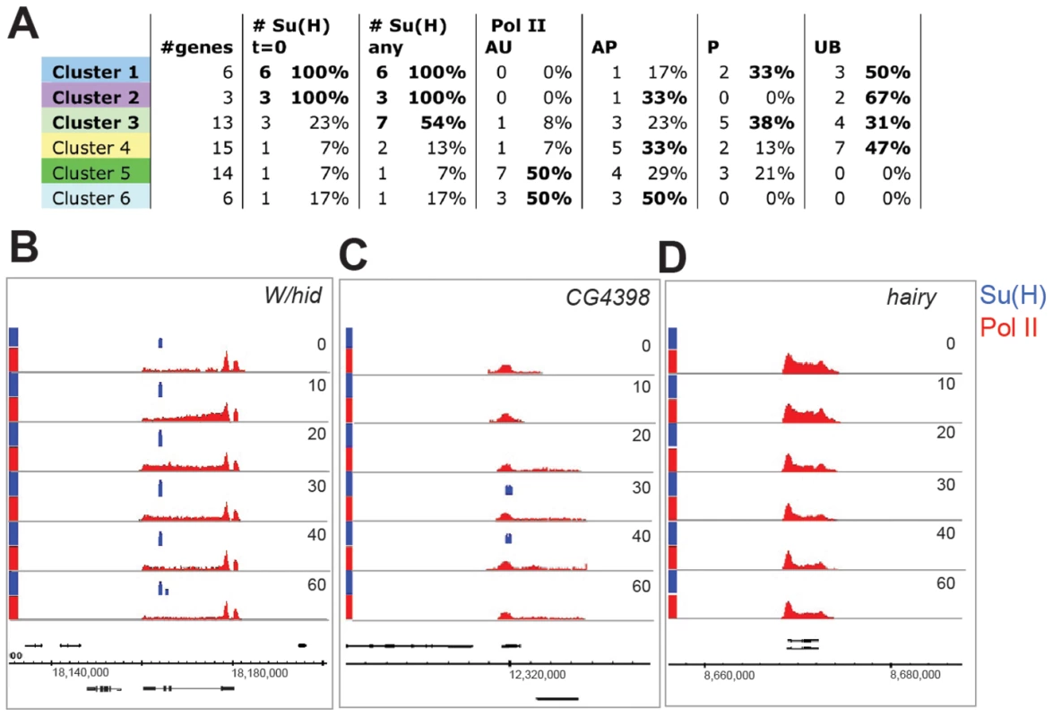 Patterns of Su(H) and Pol II recruitment.