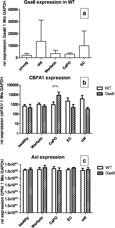 Gene expression; Relative expression of Gas6 in WT (wildtype) (a); cbfa1 (b) and Axl (c) expression in WT and Gas6<sup>-/-</sup> mice per 1 million copies of GAPDH measured by RT-PCR; mean ± SD