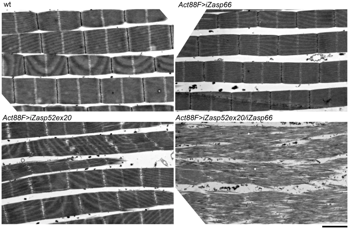 Zasp52 and Zasp66 cooperate to assemble myofibrils.