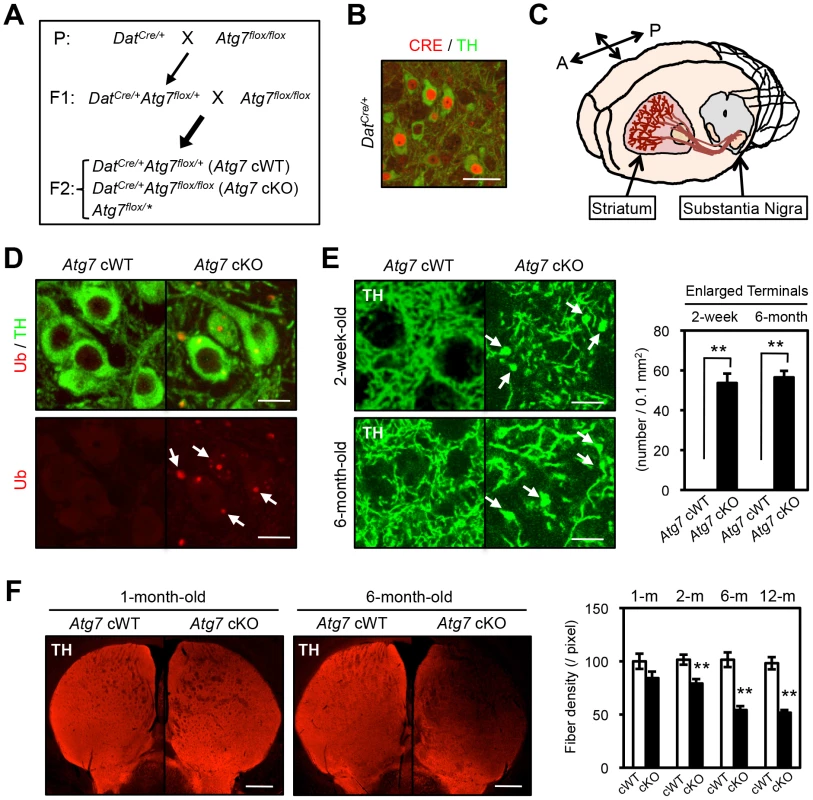 Enlarged axon terminals in TH-positive DA neurons of <i>Atg7</i> cKO mice.
