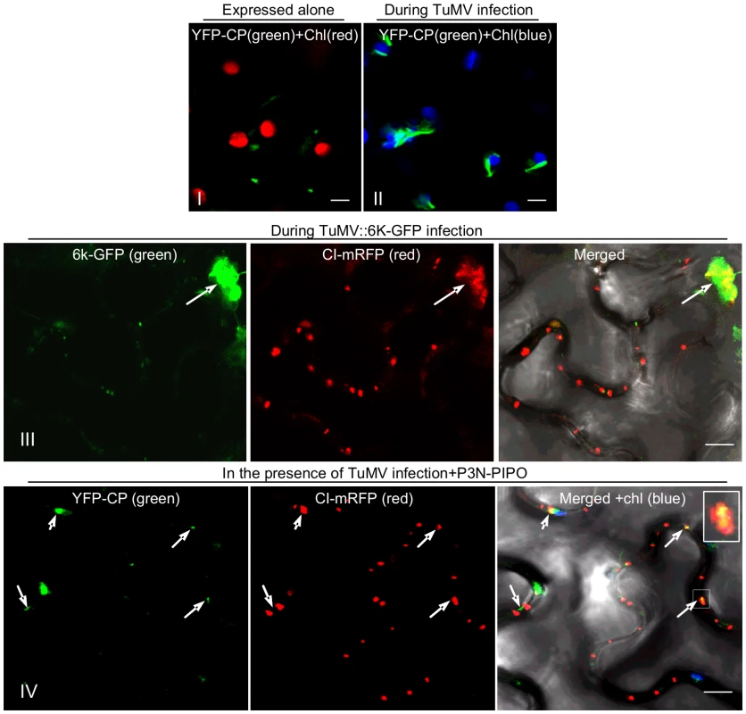 Association of TuMV CP with CI in TuMV-infected <i>N. benthamiana</i> leaf cells.