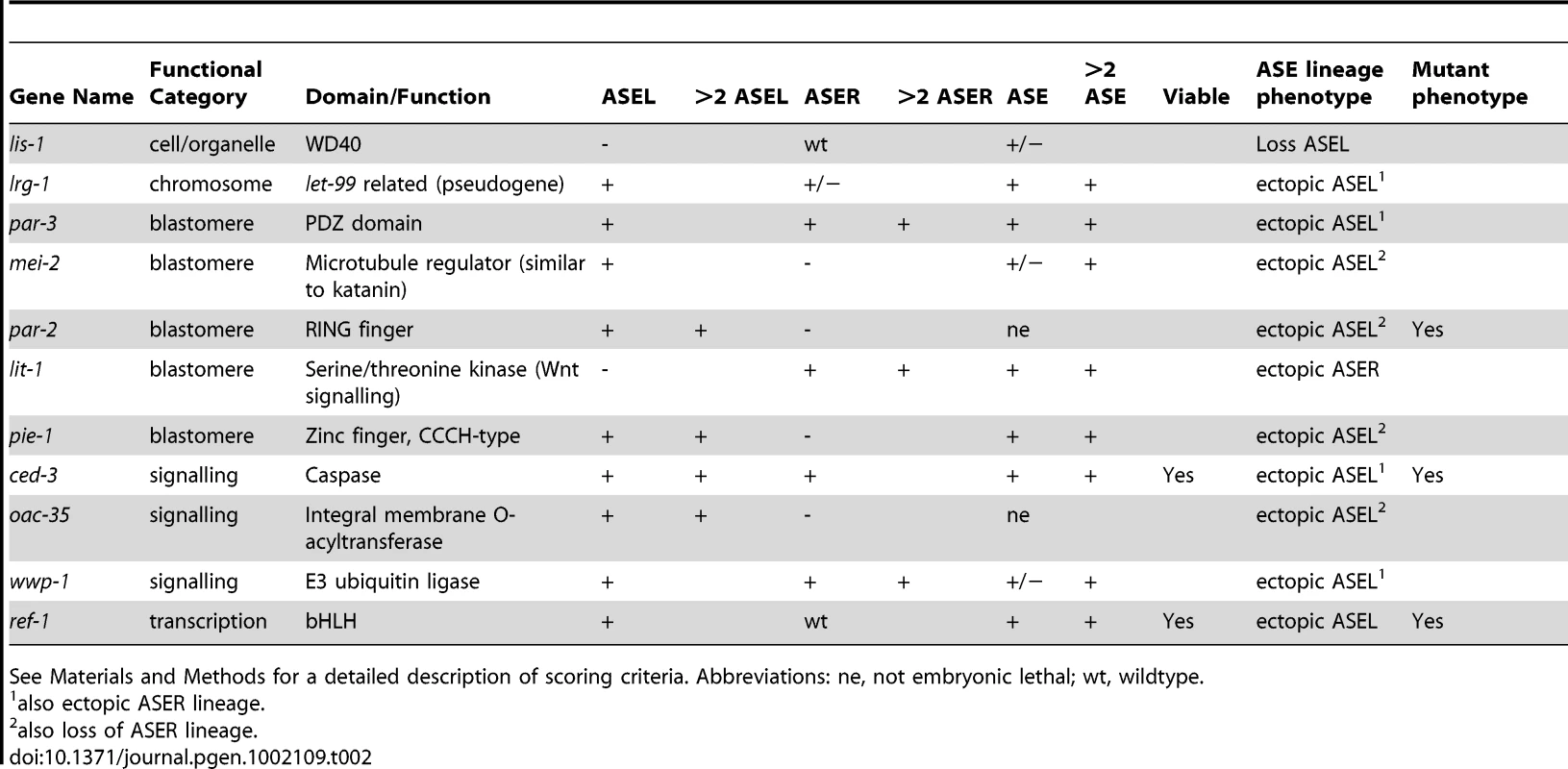 Genes that elicit ASE cell/lineage defects when knocked-down by RNAi.