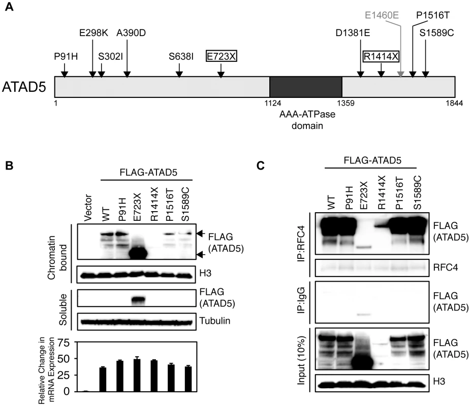 Somatic mutations of <i>ATAD5</i> in primary endometrial tumors exhibit functional defects <i>in vitro</i>.