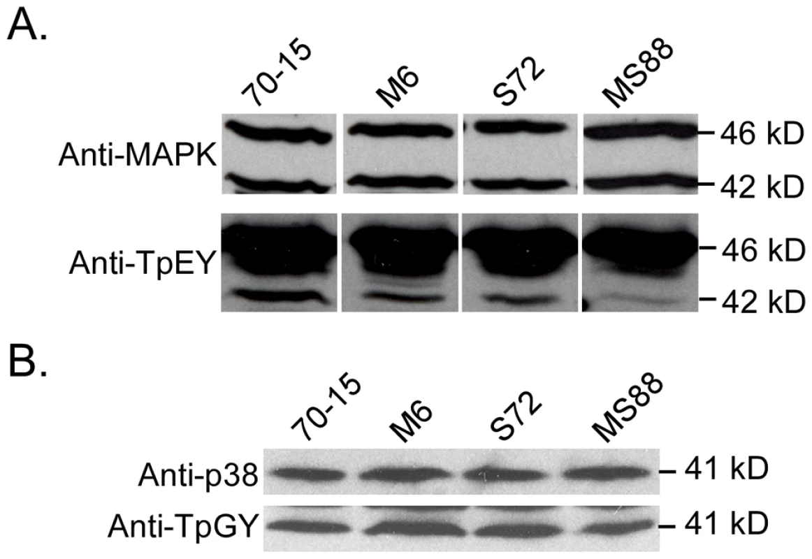Assays for MAP kinase phosphorylation.