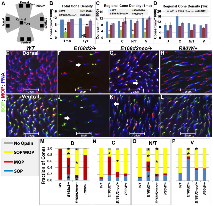Heterozygous <i>E168d2/</i>+, <i>E168d2neo/</i>+ and <i>R90W/</i>+ mice display distinct changes in cone density and M/S opsin gradient formation.
