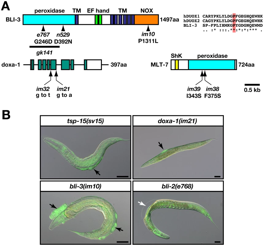 <i>bli-3</i> and <i>doxa-1</i> mutants are similar to the <i>tsp-15</i> mutant.