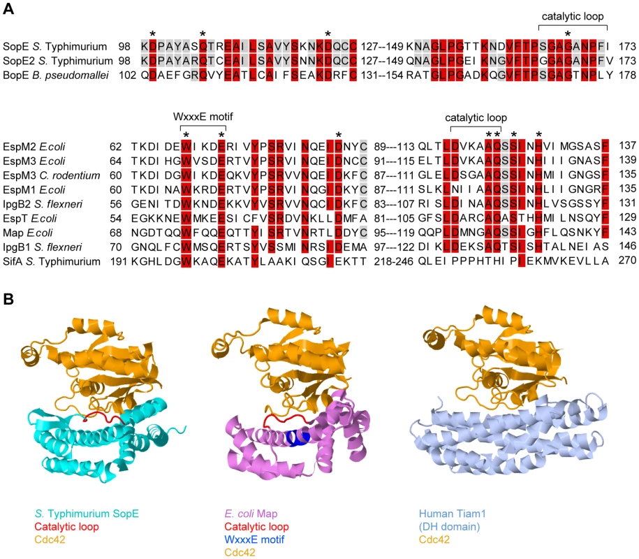 Sequence and structural comparison of GEFs from different origins.
