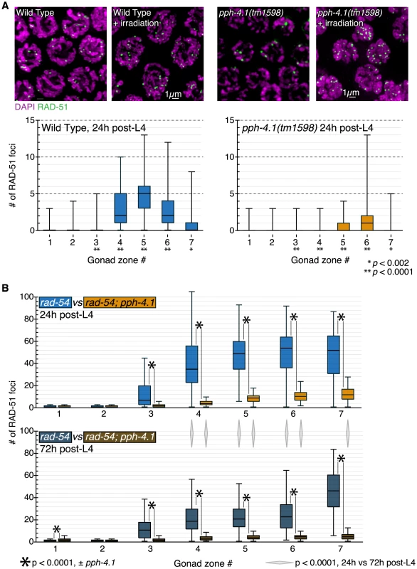 DSB initiation is perturbed in an age-dependent manner in <i>pph-4.1</i> mutants.