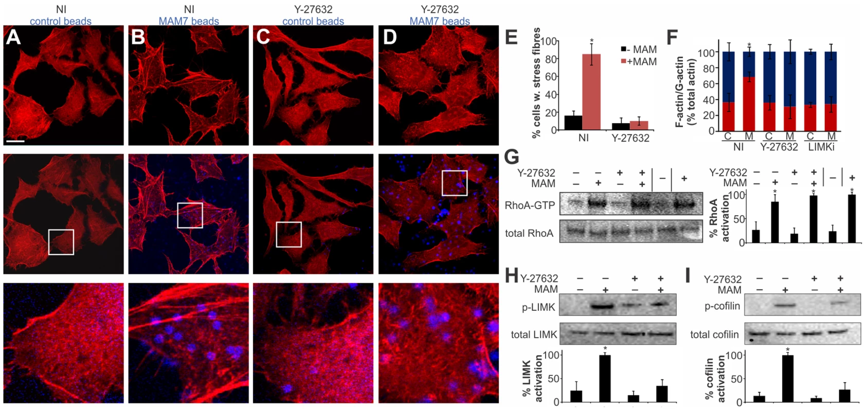 MAM-mediated actin rearrangements proceed via the ROCK/LIMK/cofilin signaling axis.