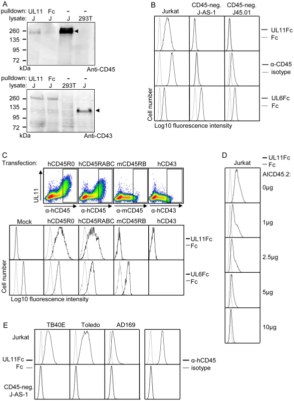 pUL11 interacts with CD45.