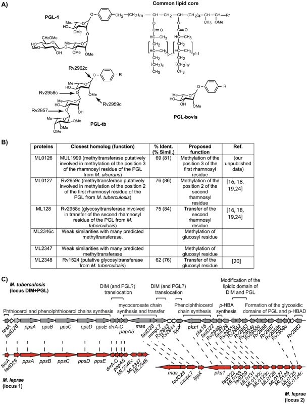 Identification of the genes involved in the formation of the saccharidic domain of PGL-1 from <i>M. leprae</i>.