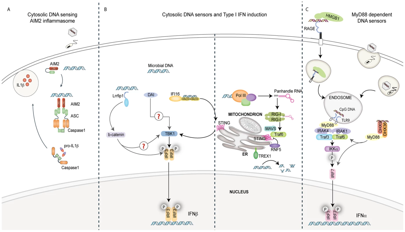 Pathways of innate immune sensing of DNA.