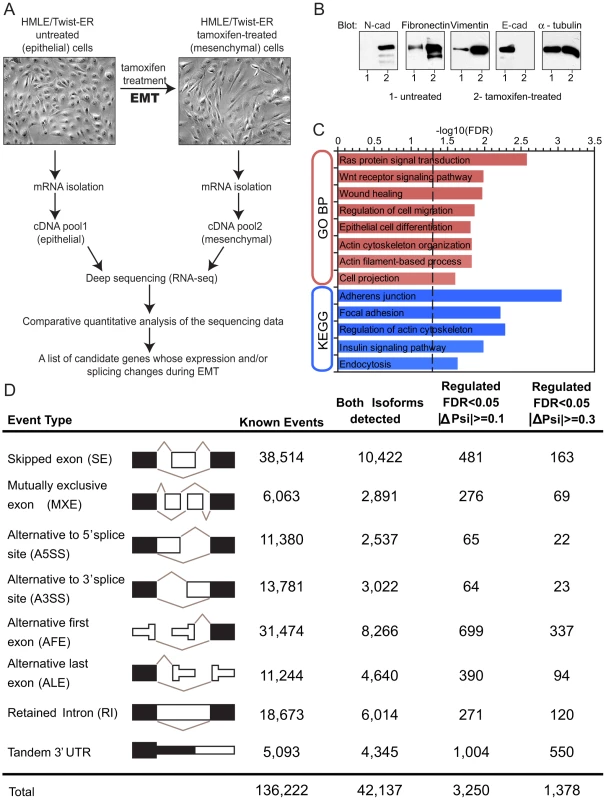 Alternative mRNA isoform expression in EMT.