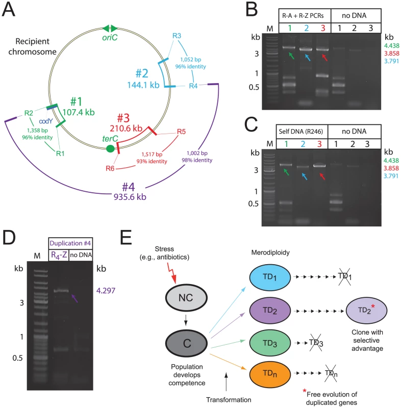 Transformation-triggered merodiploidy is a general process.