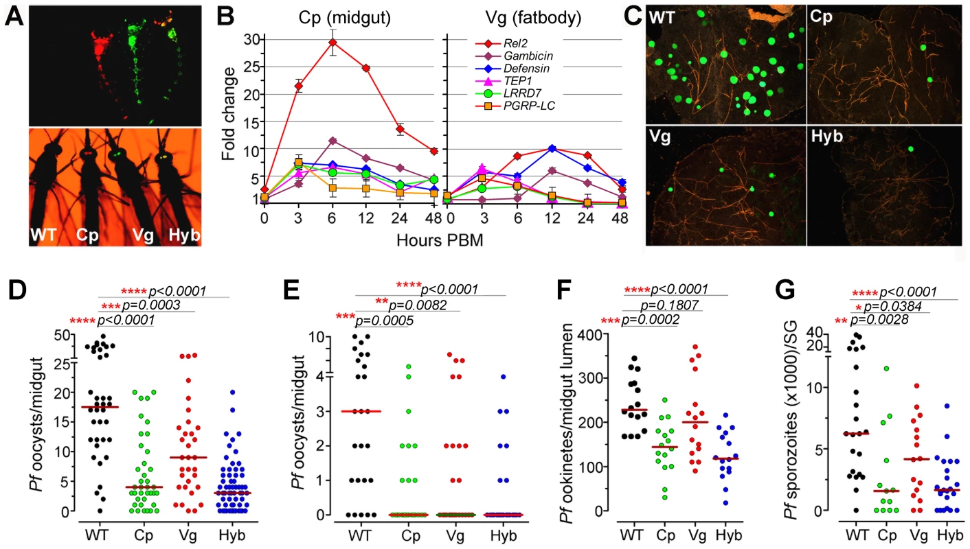 Resistance of genetically engineered <i>Rel</i>2-expressing immune-enhanced