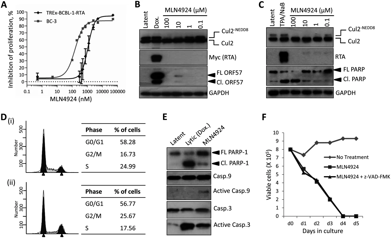 Inhibition of NEDDylation is cytotoxic in PEL cells.