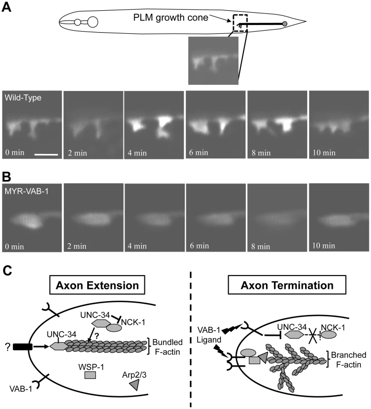 VAB-1 activation affects PLM growth cone dynamics.