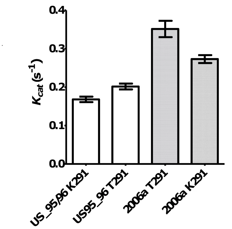 The effect of mutations at residue 291 on NoV GII.4 RdRp kinetic activity.