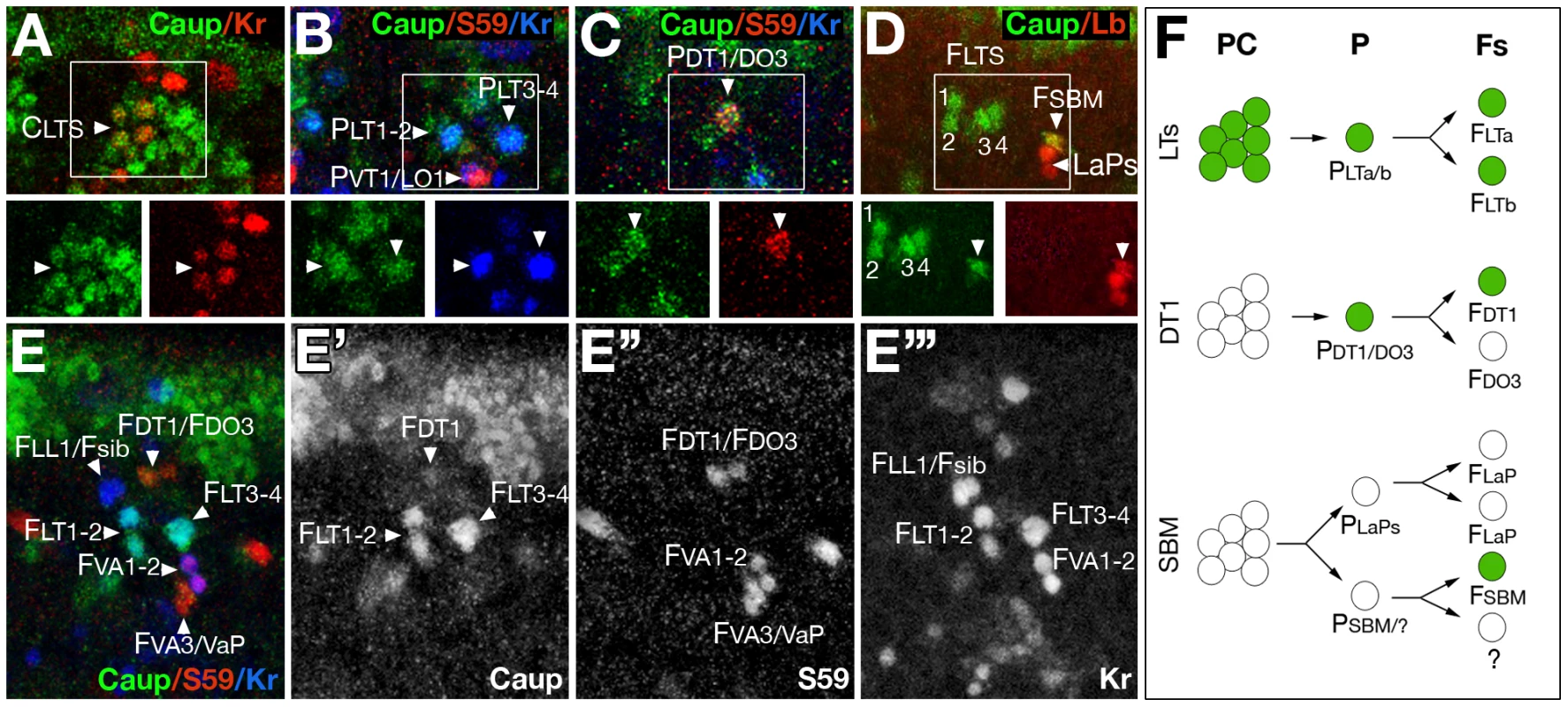 Onset of Caup expression in muscles in relation to other muscle identity genes.