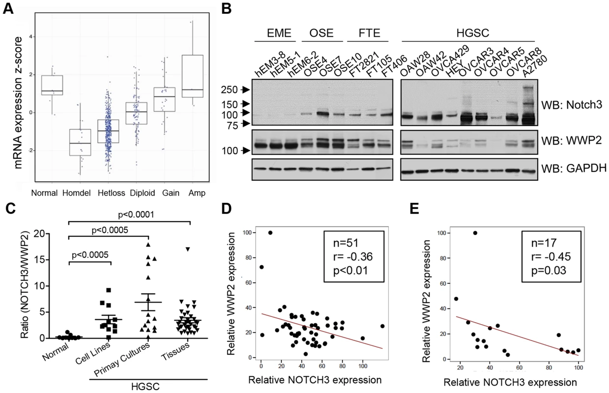 WWP2 is down-regulated in ovarian carcinomas.
