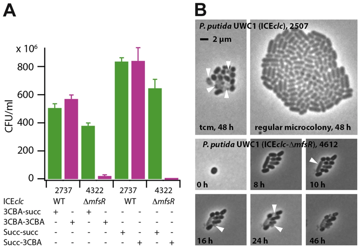 Fitness loss of <i>P. putida</i> UWC1 (ICE<i>clc</i>) caused by the <i>mfsR</i> deletion.