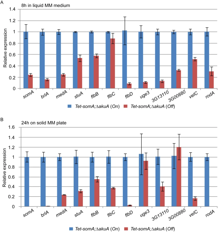 SomA regulates genes for conidiation and adhesion.