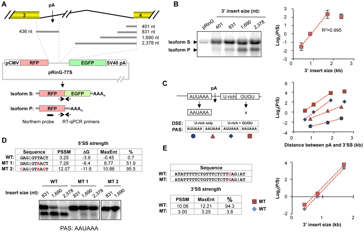 Contribution of intron size, 5′SS strength, 3′SS strength, and pA strength to the usage of the intronic pA of <i>CSTF3</i>.