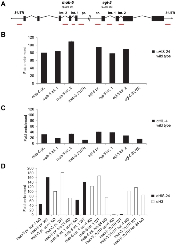 HIS-24 associates with promoters of <i>mab-5</i> and <i>egl-5</i> genes.