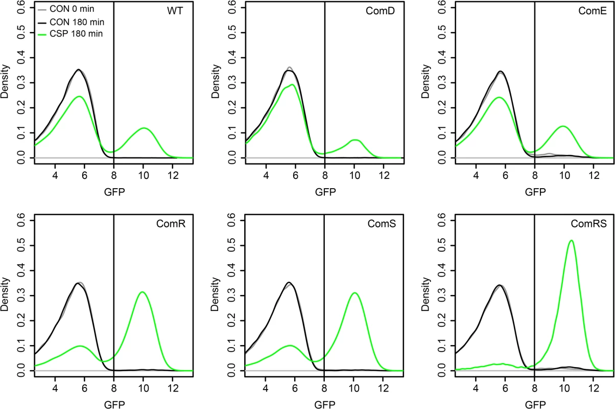 Overexpression analysis of <i>comE</i>, <i>comR</i>, <i>comS</i> and <i>comRS</i> in the LytFsm reporter strain background.