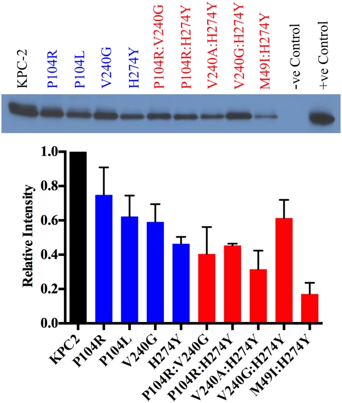 Protein expression levels of KPC-2 β-lactamase and variant enzymes.