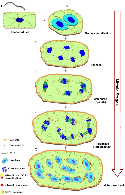 Microtubule Organization in Giant Cells.