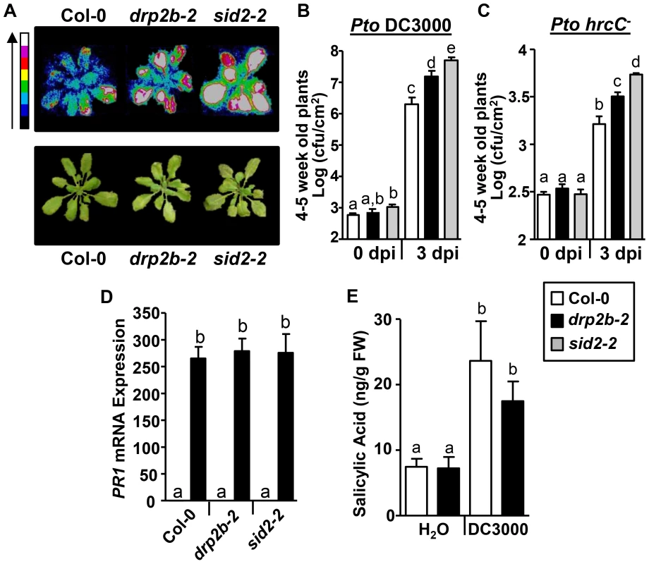 <i>drp2b</i> single mutants are more susceptible to <i>Pseudomonas syringae</i> pv. <i>tomato</i> (<i>Pto</i>) DC3000 and <i>Pto hrcC<sup>−</sup></i> infection.