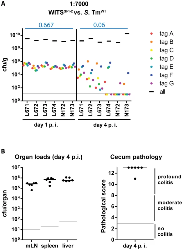 Severity of inflammation, not genetic background of the tagged strains, determines WITS diversity loss.