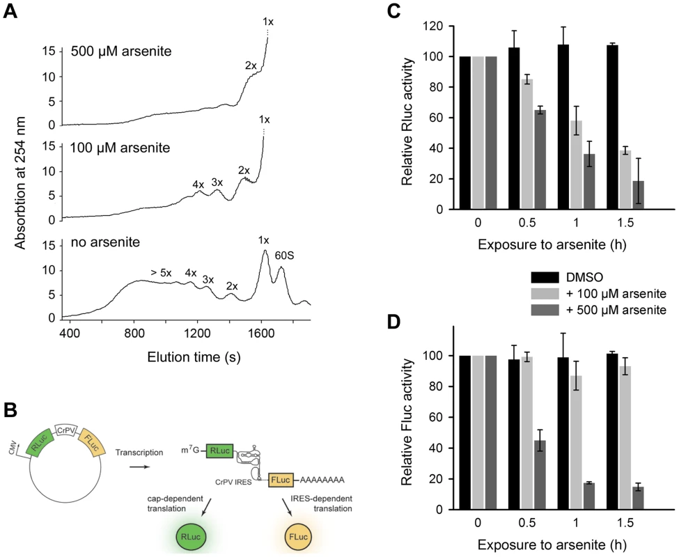 Scanning-independent translation initiation is less influenced by low dose oxidative stress.