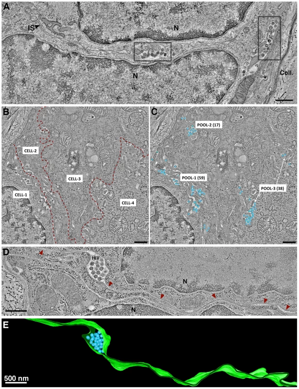 Intercellular pools of HIV-1.