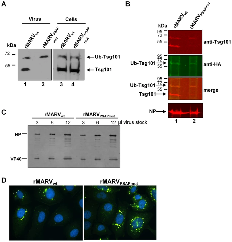 rMARV<sub>PSAPmut</sub> particles incorporate less Tsg101 and display similar infectivity.