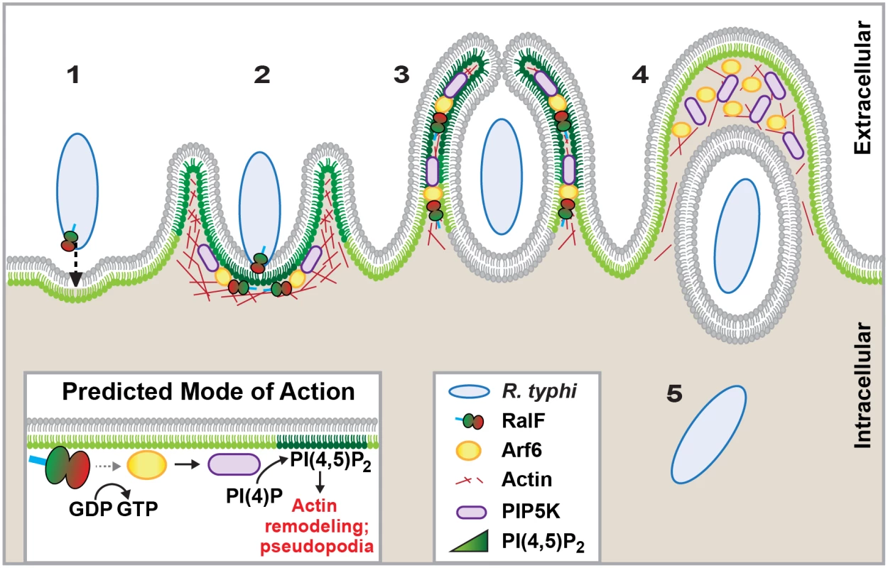 Schematic of <i>R</i>. <i>typhi</i> entry.