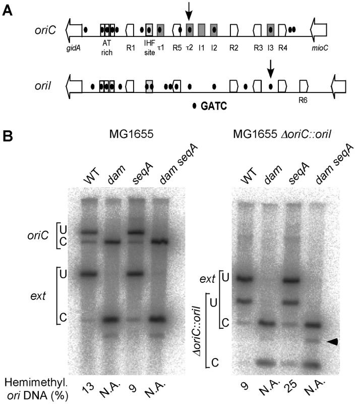 Quantification of hemimethylated GATC sites in <i>oriC</i> and <i>oriI</i> in <i>dam</i> and <i>seqA</i> mutants of <i>E. coli</i>.