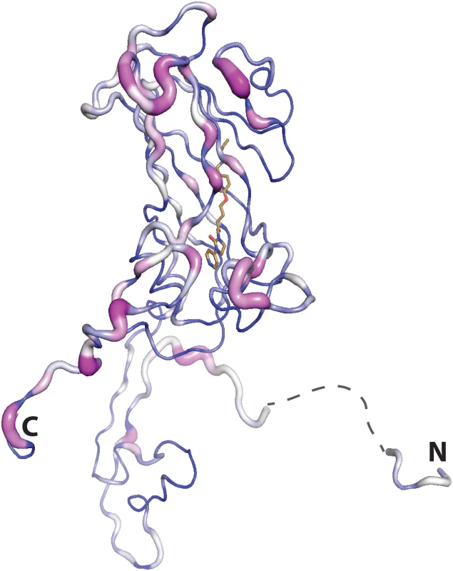 Residue conservation mapped onto the VP1 subunit of CVA16 (residues 2:8 and 19:297 the disordered portion spanning these residues is shown by a dashed line) using Consurf (violet = invariant, white = conserved, blue = variable), based on the alignment of all the virus structures used in the inhibitor assays.