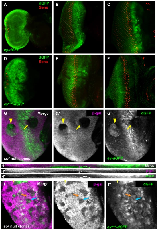 So regulates <i>ey</i> expression through a binding site in an <i>ey</i> eye enhancer.