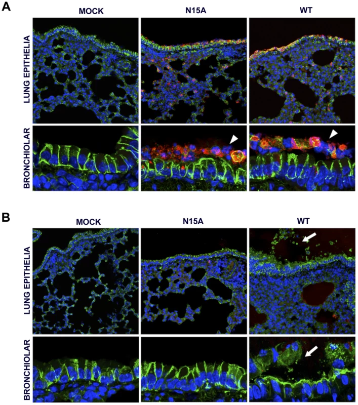 Lung epithelia disassembly in SARS-CoV infected BALB/c mice.