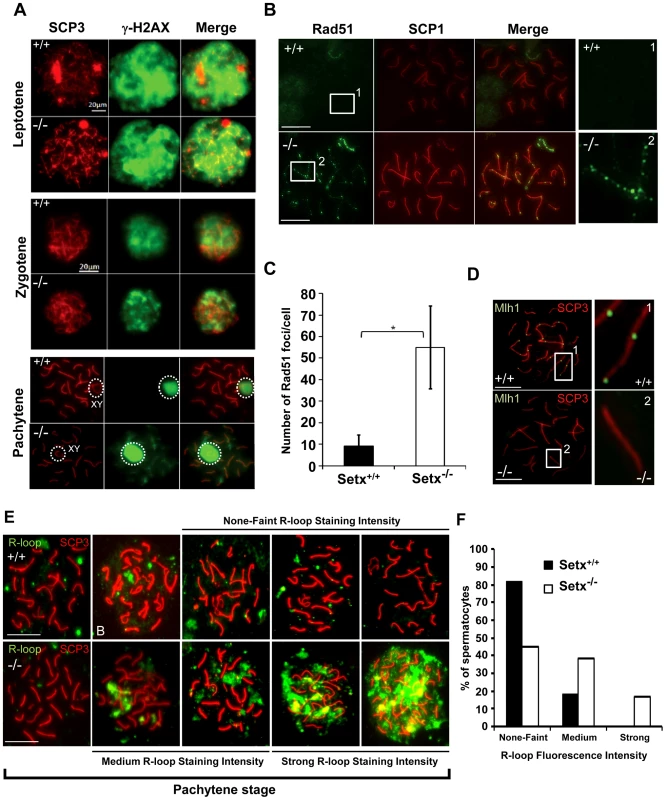 Defective meiotic recombination and crossover formation in infertile <i>Setx<sup>−/−</sup></i> males.