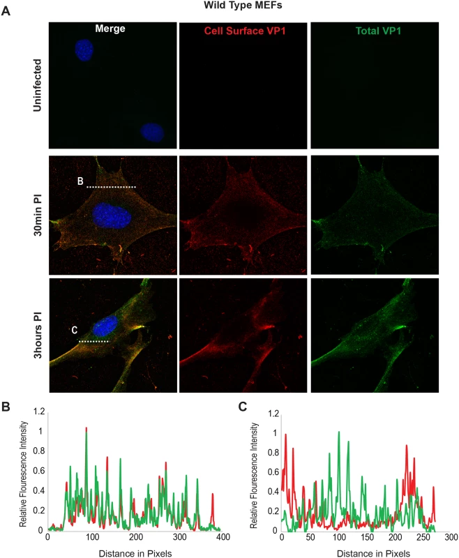 Virus Internalization in Wild-Type MEFs.