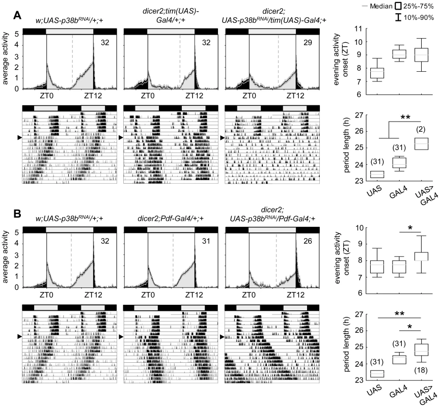 Locomotor activity rhythms of p38b knockdown flies with respective controls.