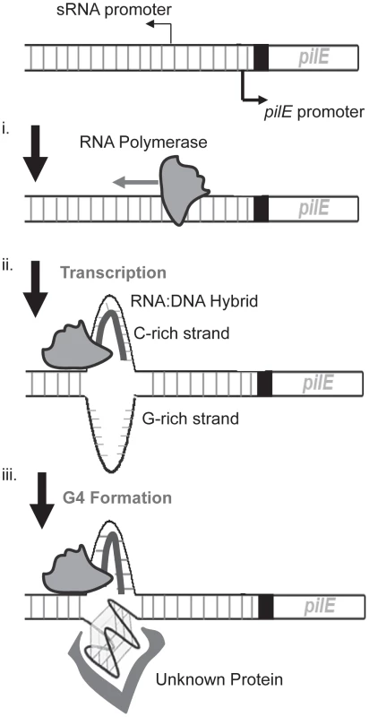 A working model of the initiation of pilin Av in <i>N. gonorrhoeae</i>.