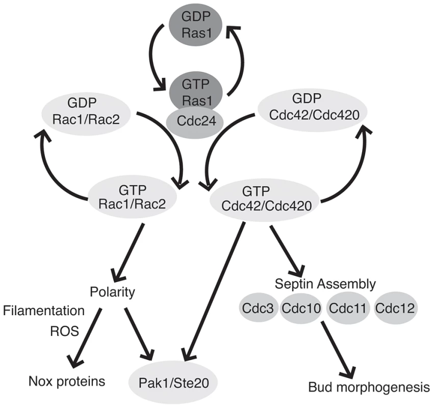 Ras1 acts through Cdc42 and Rac paralogs to regulate polarized growth and morphogenesis.