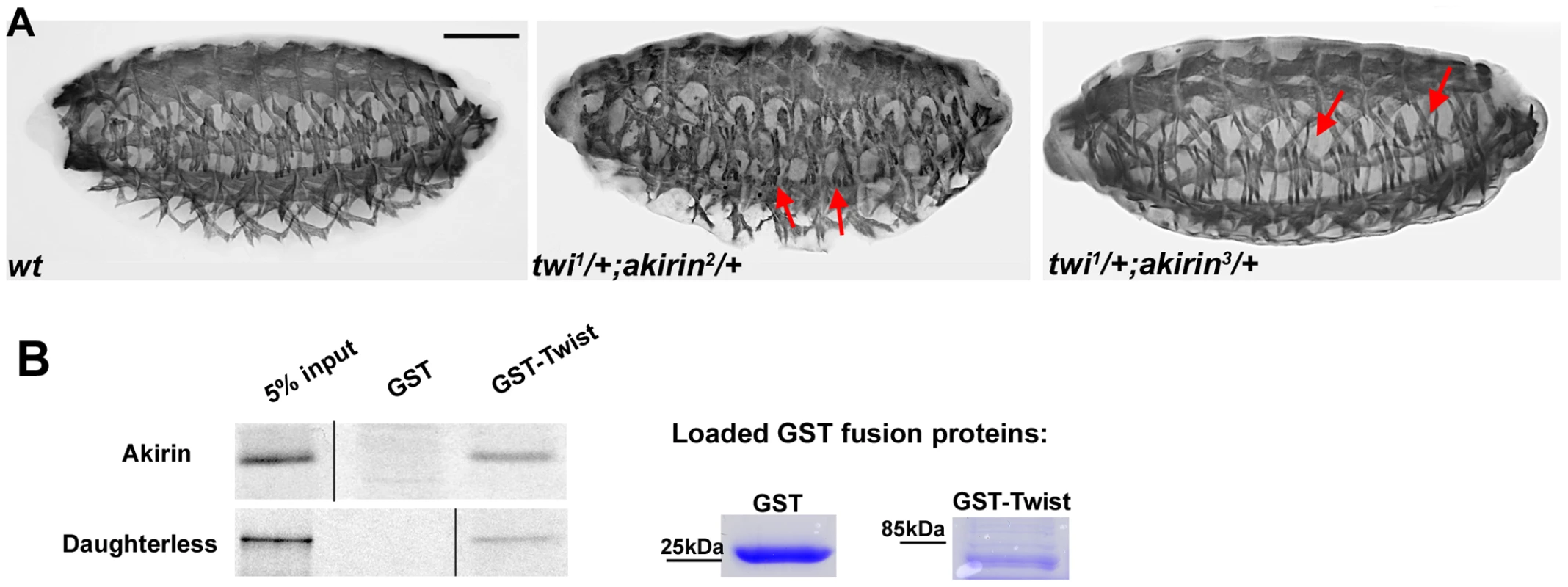 Akirin interacts both genetically and physically with Twist.