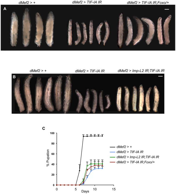 Reduction of Imp-L2 levels or removal of one copy of <i>foxo</i> (<i>foxo<sup>25</sup></i>/+) partially rescues <i>dMef2>TIF-IA IR</i> induced body growth defect and developmental delay.